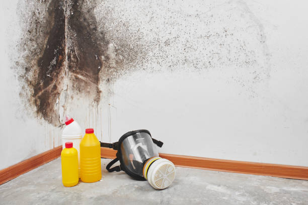 Best Professional Mold Removal  in Carter, TX
