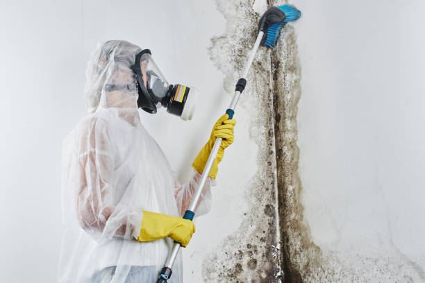 Best Attic Mold Removal  in Carter, TX