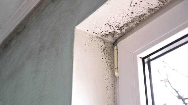 Best Mold Testing  in Carter, TX
