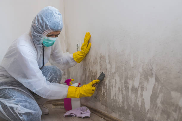 Best Same-Day Mold Removal  in Carter, TX