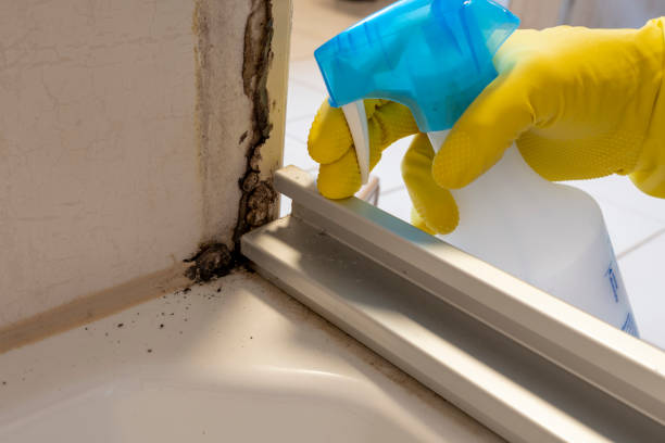 Best Same-Day Mold Removal  in Carter, TX