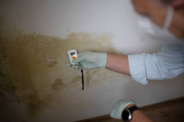 Crawl Space Mold Removal in Carter, TX