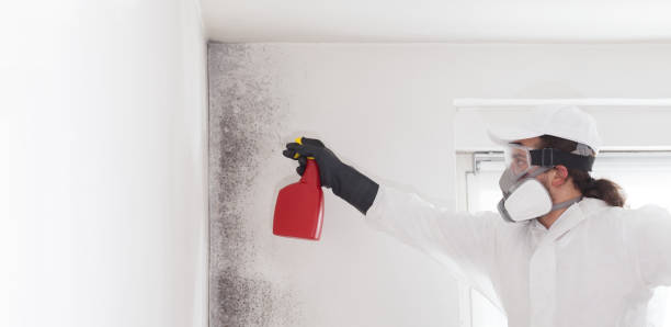 Best Best Mold Removal Companies  in Carter, TX