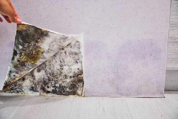 Best Crawl Space Mold Removal  in Carter, TX